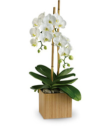 Opulent Orchids from Mona's Floral Creations, local florist in Tampa, FL